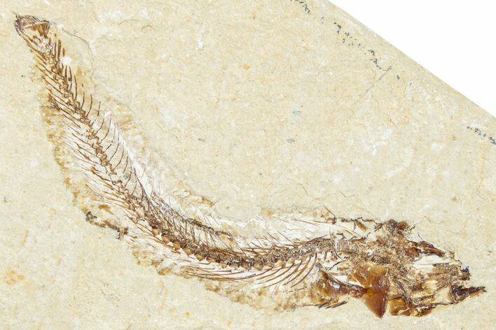 Cretaceous Fossil Fish - Lebanon #248452